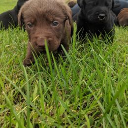 Labrador Retriever Puppies from Kempkers kennels