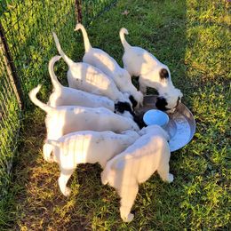 English Setters from Kay's English Setters