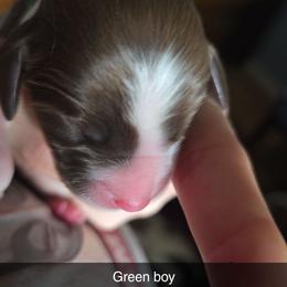 Boy 2 - Liver and white male English Springer Spaniel puppy in Crockett, Texas from Obsidian Rose