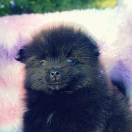French Bulldog and Pomeranian Puppies from Purrs N Poms