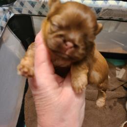 Shih Tzu Puppies from Tammy's Shihtzu Shack