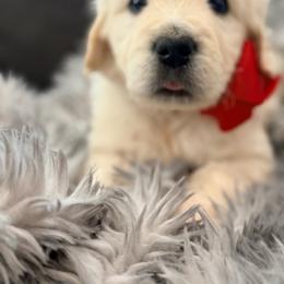 Orion - Light golden male Golden Retriever puppy in Shingle Springs, California from Creamy Retrievers