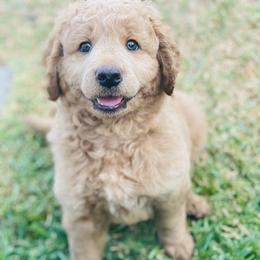Australian Mountain Doodle, Bernedoodle, and Goldendoodle Puppies from Wynterwood Doodles