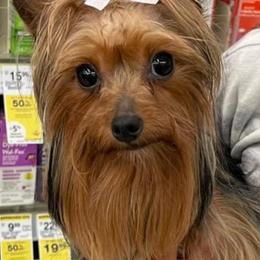 Shih Tzus and Yorkshire Terriers from MotorCity Lavish K9s