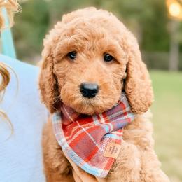 Coach - Red  male Goldendoodle puppy in Hartwell, Georgia from BellaDoodles