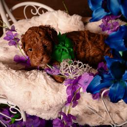 Raven - Parti female Goldendoodle puppy in Syracuse, Utah from 2 Bros Doodles