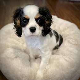 Cavalier King Charles Spaniel Puppies from Cassie’s Cavaliers