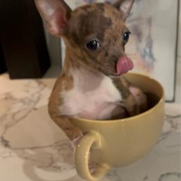 Miniture Goddess Mia charting 3-4 lb 6500 - Merle female Chihuahua puppy in Las Vegas, Nevada from Quality Poms Chihuahua Yorkies of Las vegas