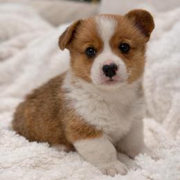 Finn - Red male Pembroke Welsh Corgi puppy in Beggs, Oklahoma from Blue Diamond Corgi’s