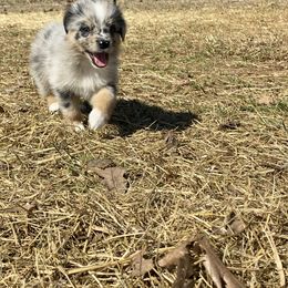 Australian Shepherd Puppies from Australian Shepherds of Rising Moon Acres