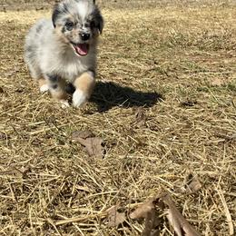Australian Shepherd Puppies from Australian Shepherds of Rising Moon Acres