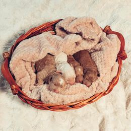 Goldendoodle Puppies from Mercy Doodles