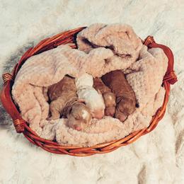 Goldendoodle Puppies from Mercy Doodles