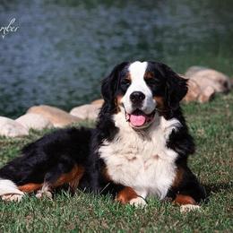 Remy - Bernese Mountain Dog