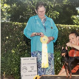 Border Terriers and Manchester Terriers from Vaquera Manchester Terriers