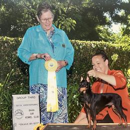 Border Terriers and Manchester Terriers from Vaquera Manchester Terriers