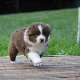 Australian Shepherd Puppies from Starlit Grove Australian Shepherds