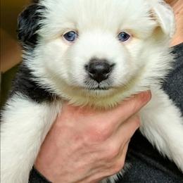 Sweetheart - Black tri female Toy Australian Shepherd puppy in Powell Butte, Oregon from Willow Lane Ranch