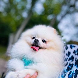 Elvis - Pomeranian