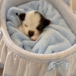 Happy - Chocolate and white male Chihuahua puppy in Choctaw, Oklahoma from Savvy Chihuahuas of Oklahoma