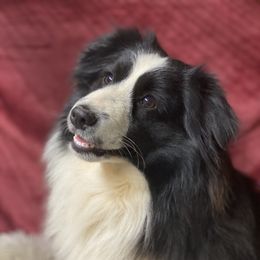 Riley - Miniature Australian Shepherd
