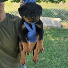 Male puppy - Black and mahogany male Rottweiler puppy in Batesburg, South Carolina from Vom Haus Bulnes