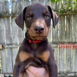 Bridgette - Red and rust Doberman Pinscher puppy in Wisconsin Rapids, Wisconsin from Vom Feuer Dobermans