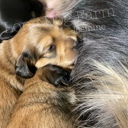 Dachshund Puppies from Long Dog Farm