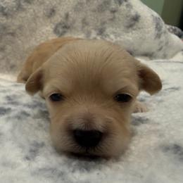 Lady - Apricot female Maltipoo puppy in Dade City, Florida from Watkins Maltipoo's