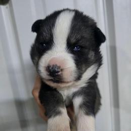 Mcdonalds - Agouti and white male Siberian Husky puppy in Addison, Michigan from Gray Run Siberian Huskies