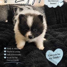 Ziggy - Black parti male Pomeranian puppy in Elberton, Georgia from Pits and Poms LLC