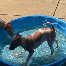 Hamish - White and chocolate male American Hairless Terrier puppy in Buckingham, Illinois from Gaus Hof