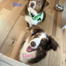 Miniature Australian Shepherd All Grown Up from Higher Elevations Mini Aussies