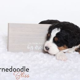 Bernedoodle Puppies from Bernedoodle Bliss