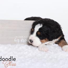 Bernedoodle Puppies from Bernedoodle Bliss