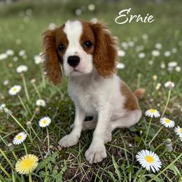 Ernie - Blenheim male Cavalier King Charles Spaniel puppy in Miami, Florida from Maria's Pups