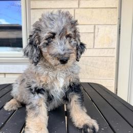 Butter - Merle female Bernedoodle puppy in Silver Lake, Indiana from ‘Mut’zger Doodles