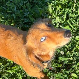 Dachshund All Grown Up from Ky’s dachshunds