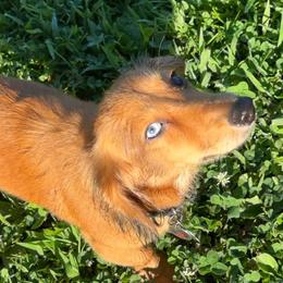 Dachshund All Grown Up from Ky’s dachshunds