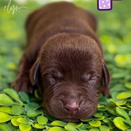 Purple Female - Chocolate female Labrador Retriever puppy in Carrollton, Virginia from Southern Heritage Retrievers