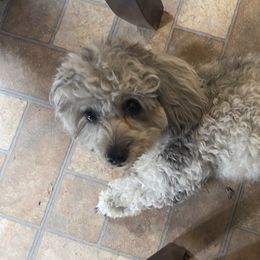 Luna - Goldendoodle