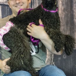 Kerry Blue Terriers from Green Lantern Kerry Blue Terriers