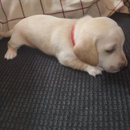 Red Collar Jelly - Cream male Dachshund puppy in Suffolk, Virginia from Mini Love Bugs