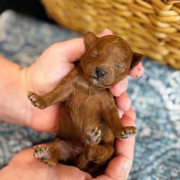 Lady - Red  female Goldendoodle puppy in Wharton, Texas from Little Fur Friends