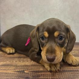 Capri - Chocolate and tan female Dachshund puppy in Bowerston, Ohio from Hangin’ H Kennels, LLC