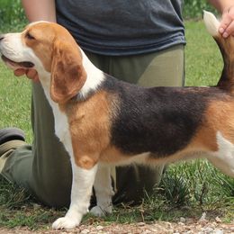 Reggie - Beagle