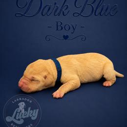 Dark Blue Collar Boy - Yellow male Labrador Retriever puppy in Las Vegas, Nevada from Lucky Labrador Retrievers