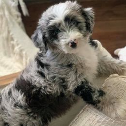 Aussiedoodles and Poodles from Magnolia Doodles