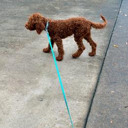 Clifford - Red  male Goldendoodle puppy in Calhoun, Georgia from Happy Top Doodles