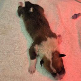 Boy 2 - White and black male Pembroke Welsh Corgi puppy in San Diego, California from San Diego Corgis